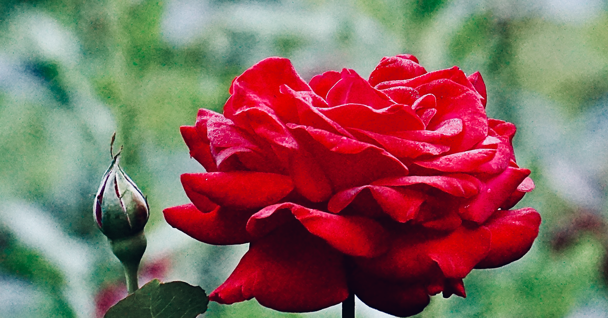 Red Roz Close-up of a Red Rose in the Garden · Free Stock Photo