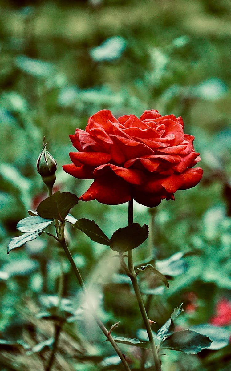 Red Rose Flower