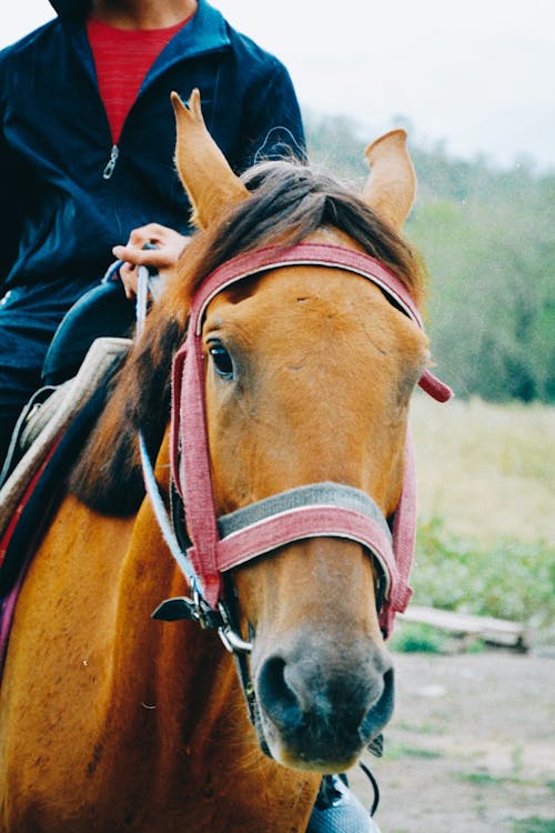 A Man Sitting on a Brown Horse