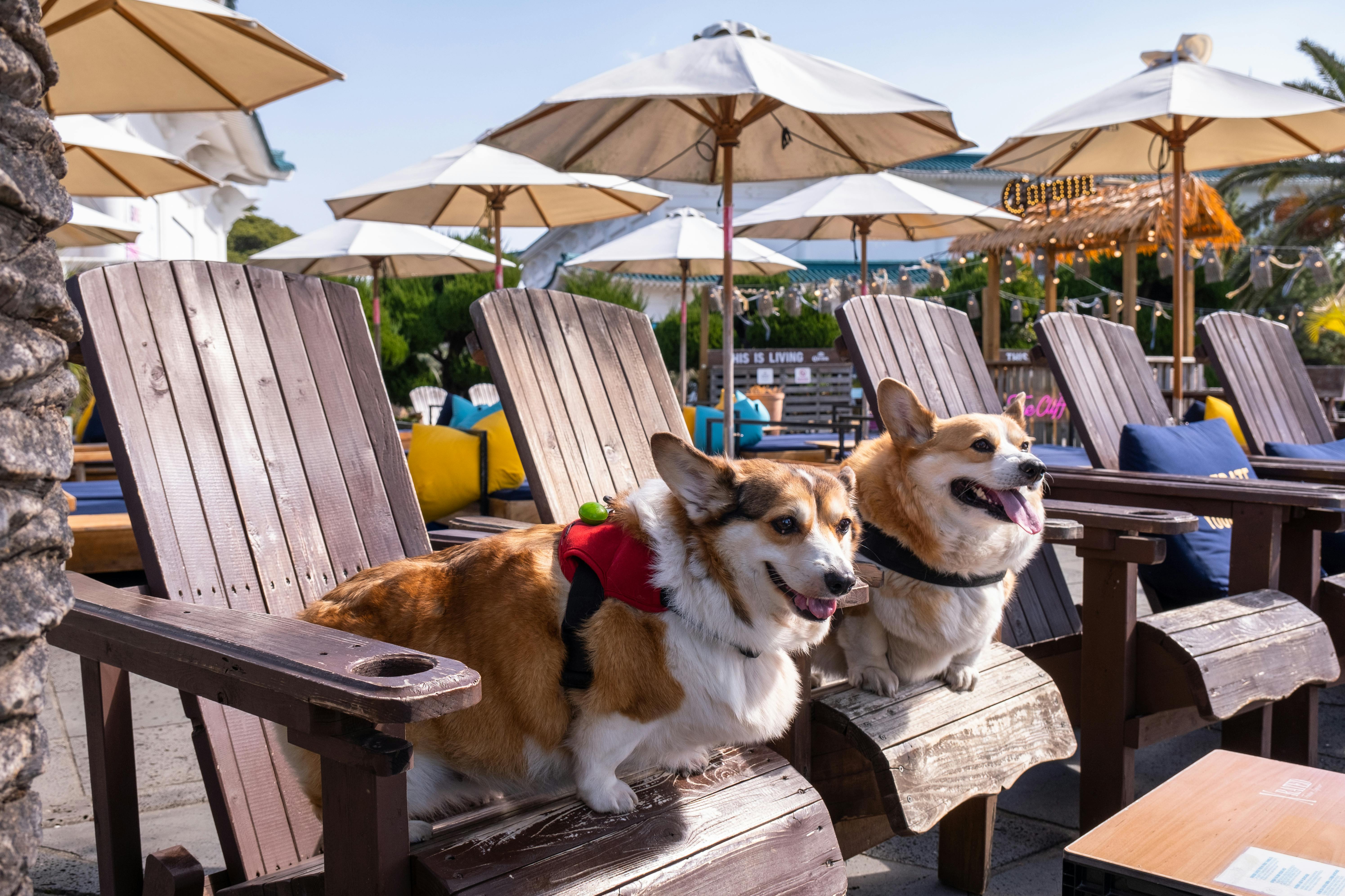 Dogs enjoying heated patio igloos at a Chicago restaurant - chicago pet amenities