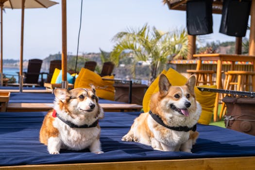 Two adorable corgis enjoying a sunny day at a beachside resort in Jeju, South Korea.