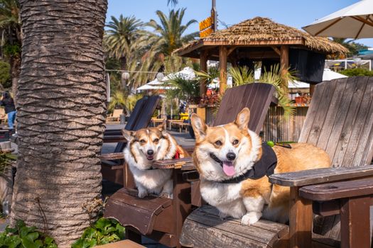 Two cheerful corgis relaxing on wooden chairs under palm trees at a sunny beach resort.
