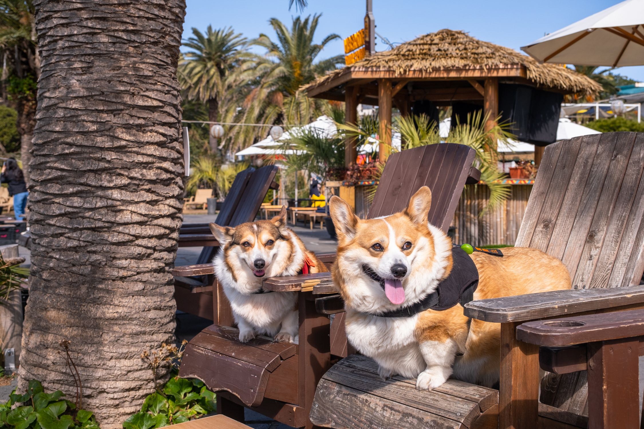 Two cheerful corgis relaxing on wooden chairs under palm trees at a sunny beach resort.