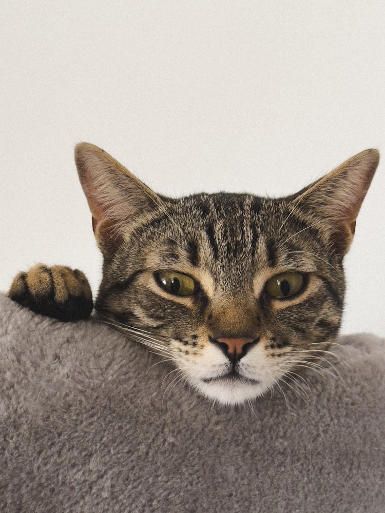 Cat Holding Head On Pillow