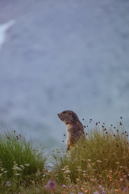 Free A marmot stands amidst wildflowers in an alpine meadow, against a mountainous backdrop. Stock Photo