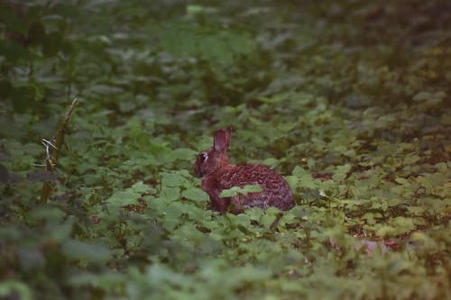 Imagine de stoc gratuită din a închide, centrale, fotografie cu animale sălbatice