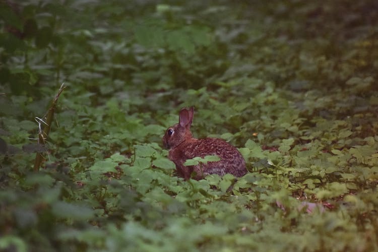 Rabbit Among Green Plants