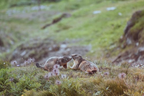 Immagine gratuita di erba, fotografia di animali, fotografia naturalistica