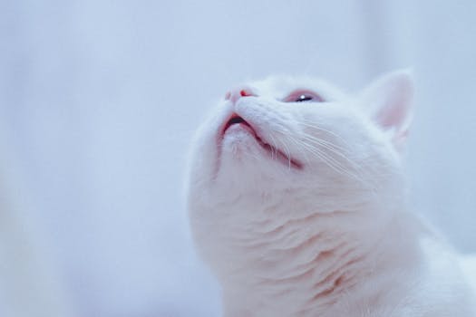 Close-up of a cute white cat looking upwards, showcasing its fur and curious expression.