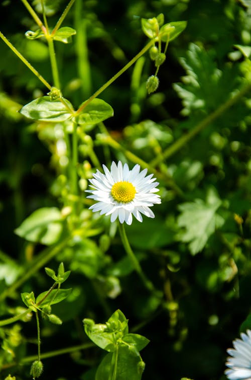 Beauty Flowering Dandelion