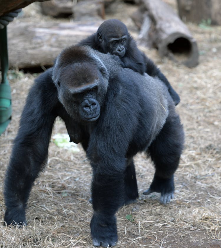 Gorilla Mother Carrying Baby On Back