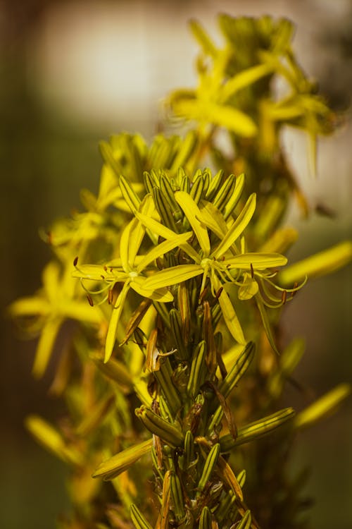 A close up of a yellow flower with a blurry background