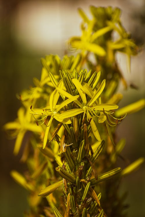 Ảnh lưu trữ miễn phí về @ngoài trời, asphodel, asphodeline