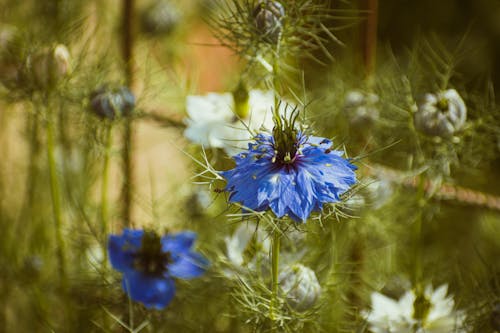 A blue flower with white petals in a field