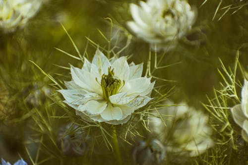 A close up of white flowers in a field