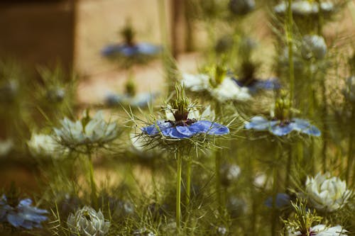 A close up of some blue and white flowers