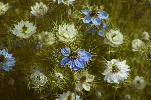 A field of blue and white flowers with a green background