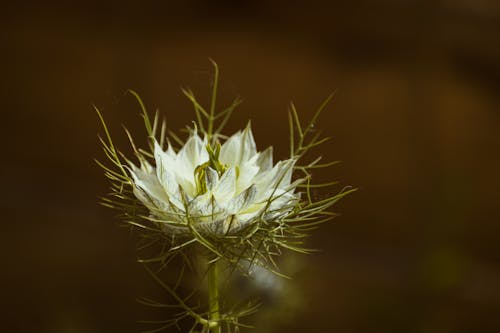 A white flower with green leaves in the background
