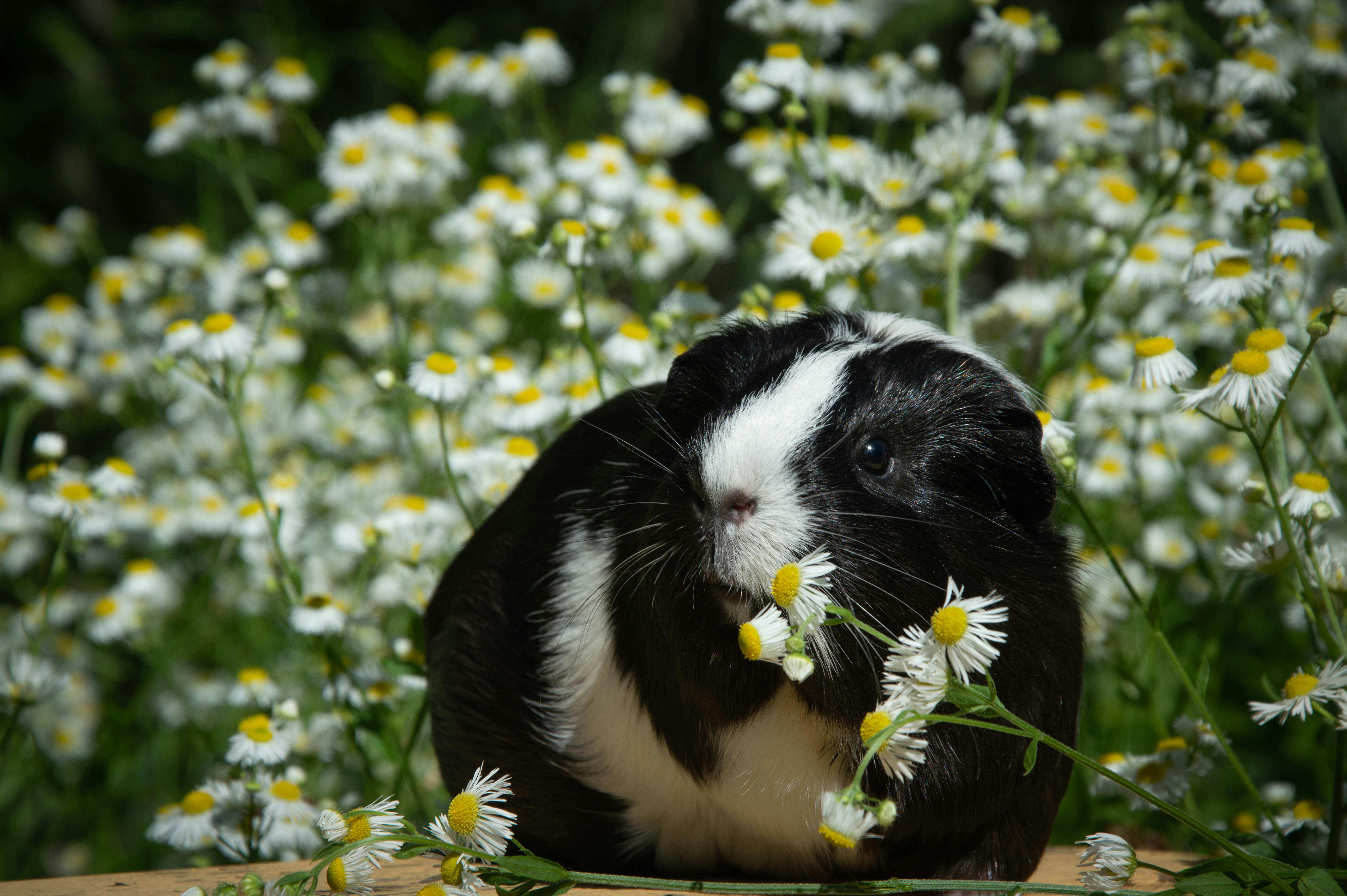 Guinea Pig against Dandelions · Free Stock Photo