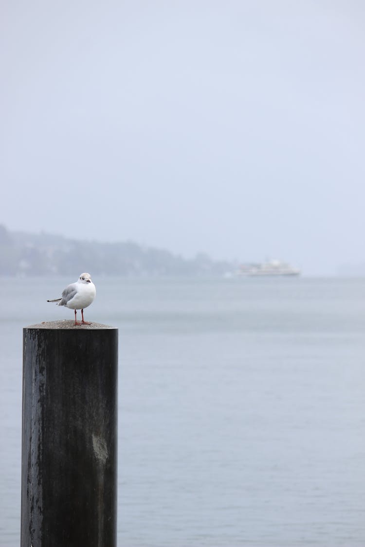 Seagull On Wooden Post