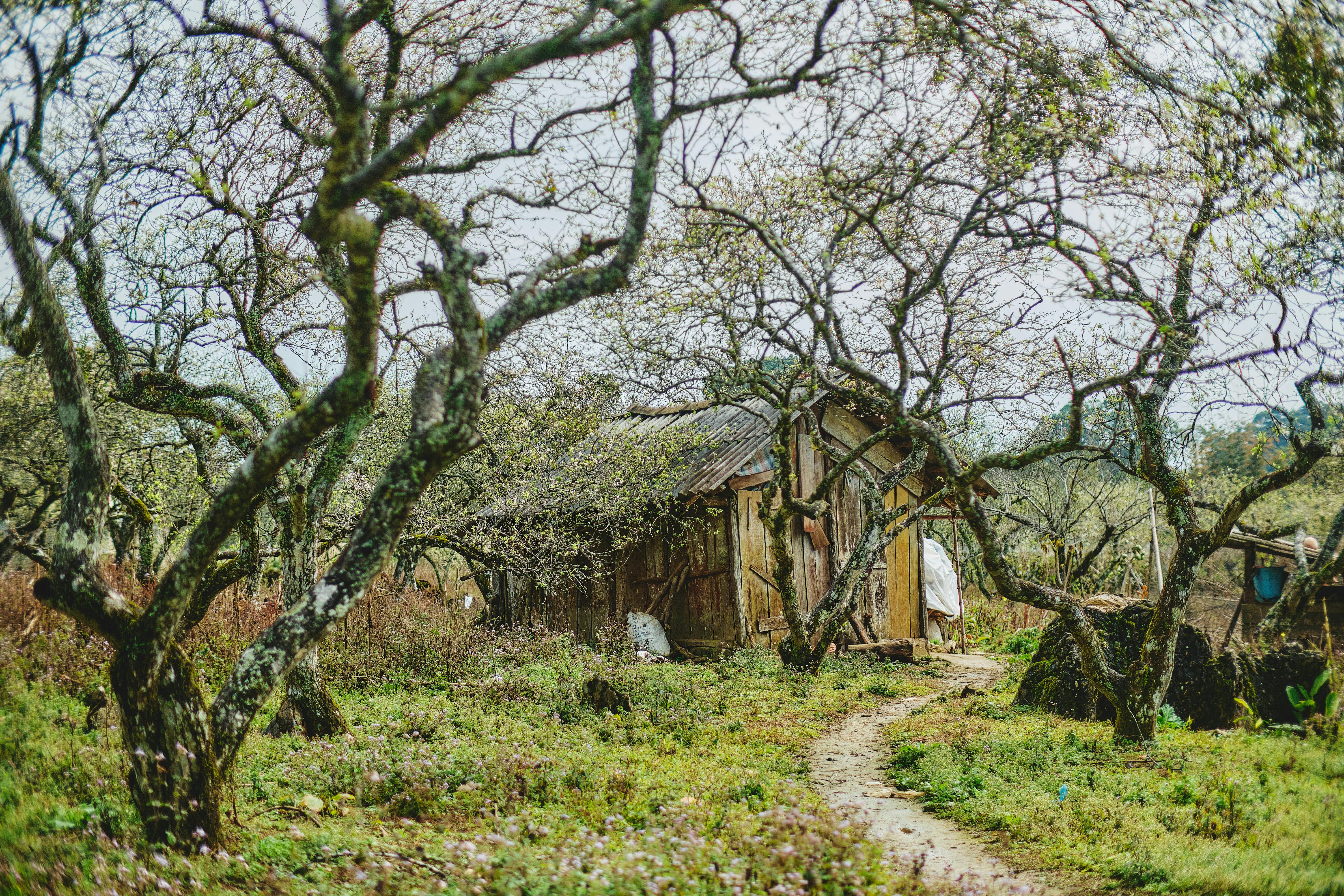 A small, secluded cottage representing a safe house on the Underground Railroad - Harriet Tubman
