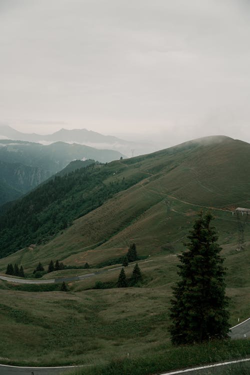 フローラ, 垂直ショット, 山岳の無料の写真素材