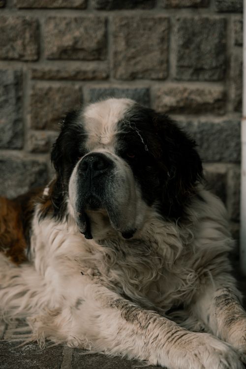 Free Close-up of a calm St. Bernard dog lounging by a stone wall, perfect for pet lovers and animal-themed projects. Stock Photo