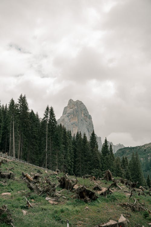 Landscape of a Grass Hill, Forest and a Rocky Mountain Peak in Distance 