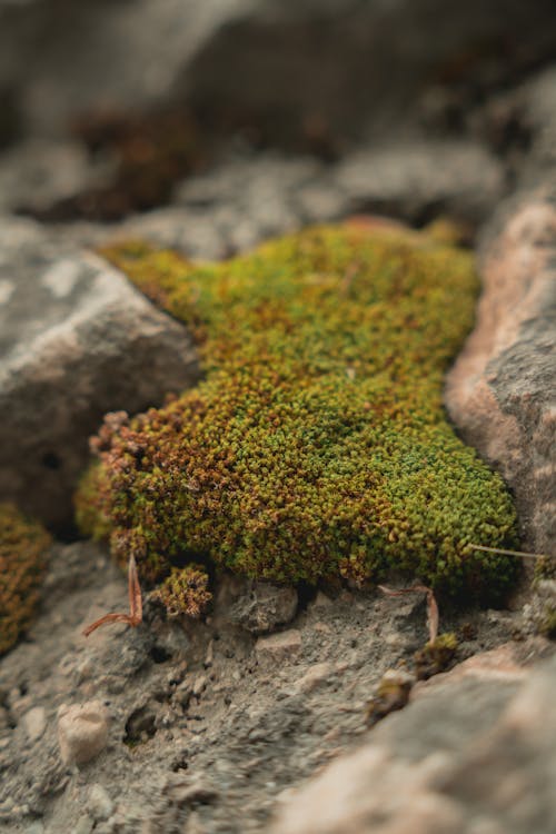 Close up of Moss