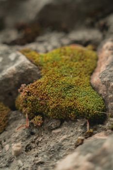 green moss stones forest