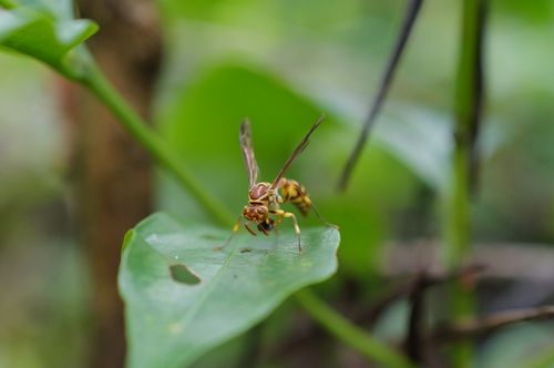 Free An extreme close-up of a hornet with wings resting on a green leaf in nature. Stock Photo