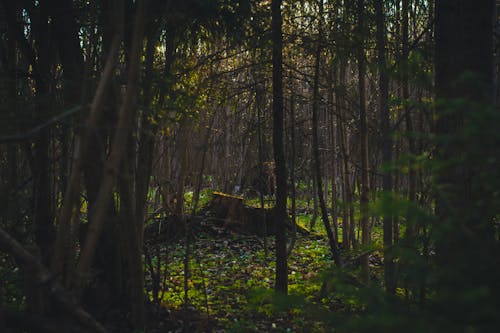 Imagine de stoc gratuită din arbori, codru, mediu