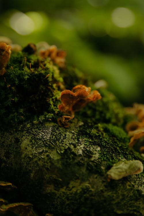Close up of Mushrooms and Moss
