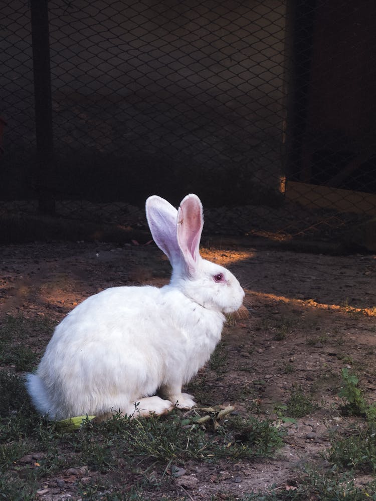 White Rabbit On Ground