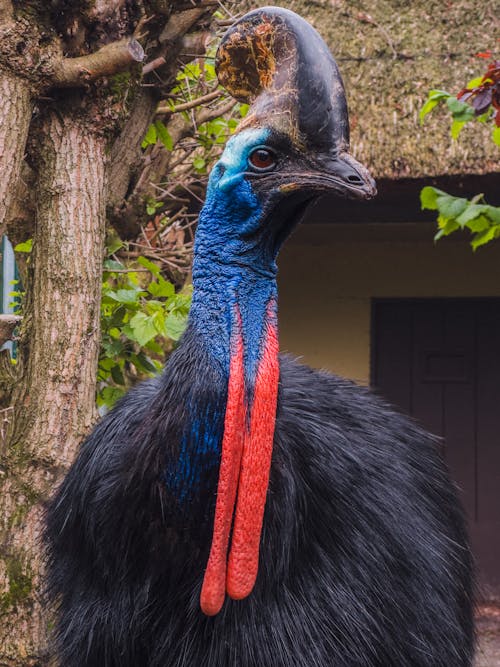 Black Southern Cassowary Bird