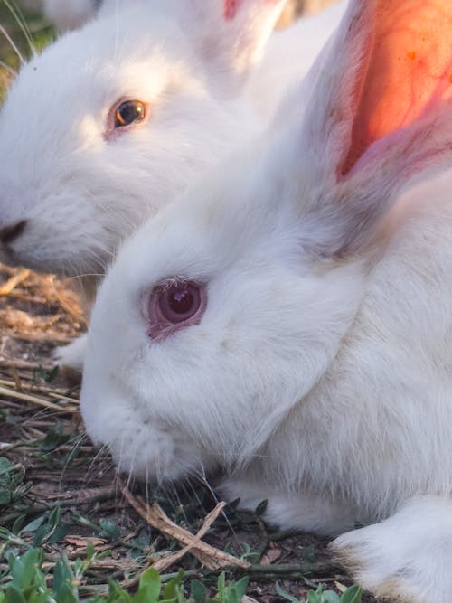 Photos gratuites de animaux de compagnie, blanc, fermer