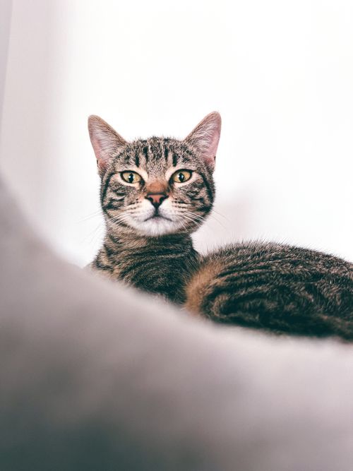 Free A detailed close-up of a tabby cat gazing directly at the camera in a cozy indoor setting. Stock Photo