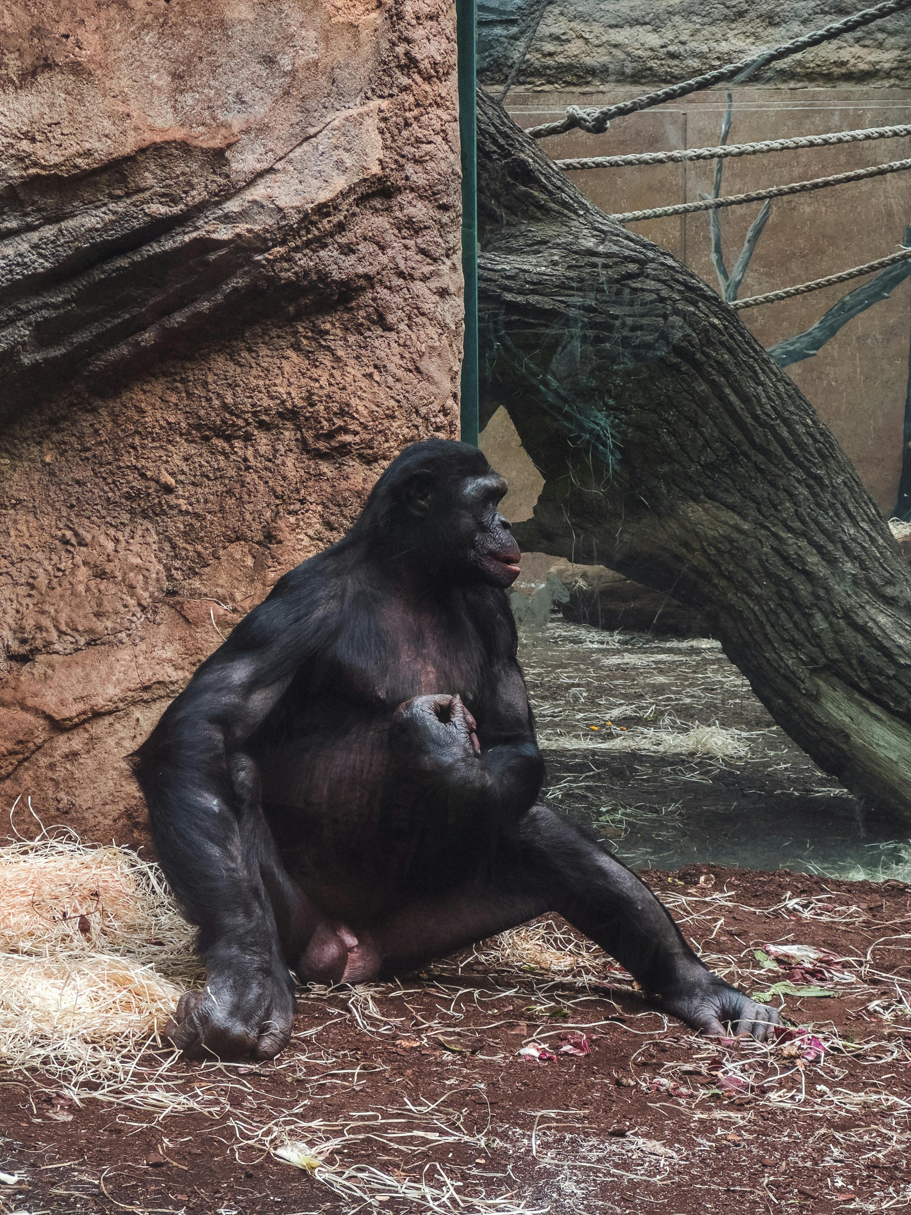 Gorilla Glass Photos, Download The BEST Free Gorilla Glass Stock Photos