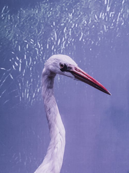 Gratis stockfoto met blauwe achtergrond, detailopname, dierenfotografie