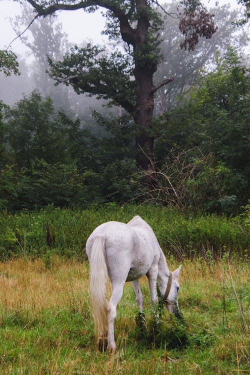 White Horse on Pasture