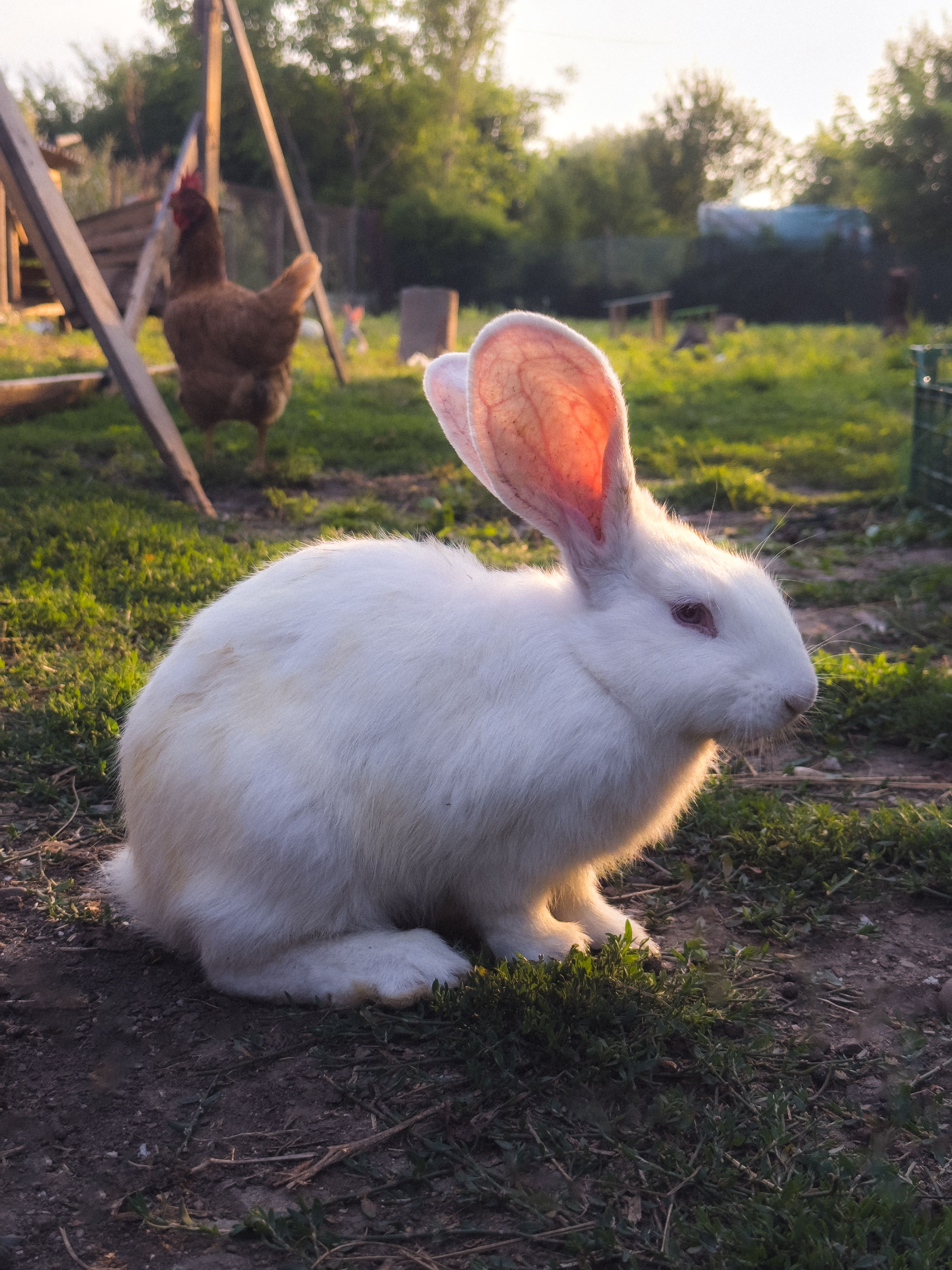 White rabbit sitting outdoors at a rural farm during sunset, with chickens in the background.