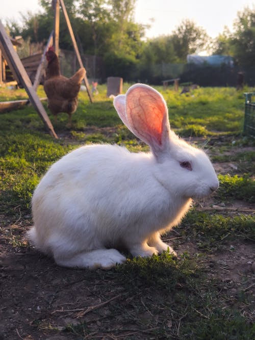 Photos gratuites de animal de compagnie, blanc, fermer