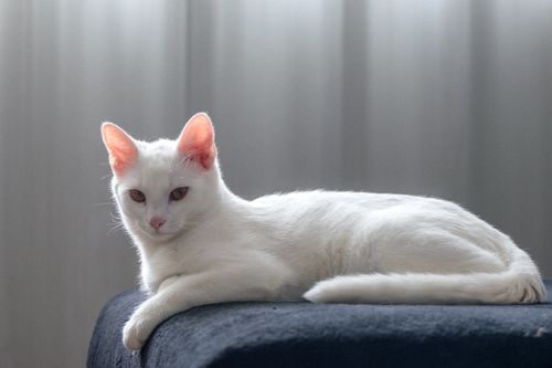 Free A beautiful white cat lounging indoors on a soft couch, showcasing tranquility and elegance. Stock Photo