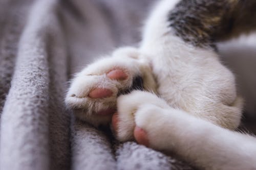 Free Close up of Cat Paws Stock Photo