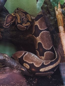 pythons photo