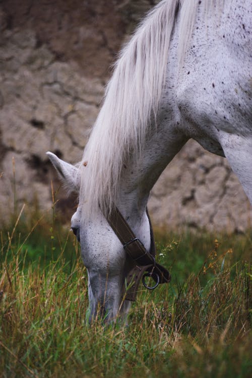 Δωρεάν στοκ φωτογραφιών με αλέθω, άλογο, γκρο πλαν