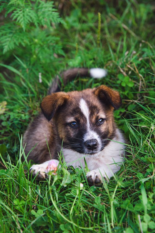 Gratis lagerfoto af dyrefotografering, græs, hund