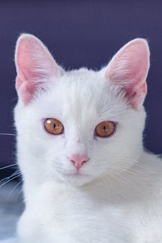 A stunning white cat with amber eyes posing against a plain background. Perfect for pet lovers.