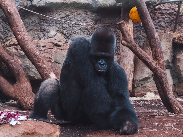 Close Up Of Gorilla In Zoo