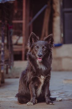 Schipperke image image_2